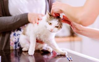 Как почистить уши котенку в дома Как правильно чистить уши коту и чем