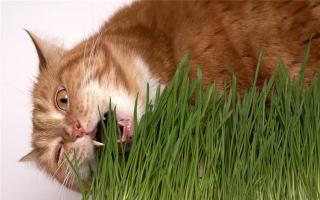 Как кормить котенка, чтобы вырастить здорового питомца?